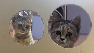 Reducing Hole for the Cat | Challenging instinct Cat
