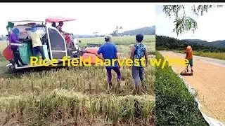 Rice field, harvest!👏✨