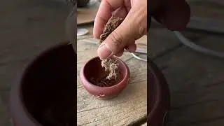 Watch This Mind-Blowing Bonsai Time-Lapse That Will Leave You Speechless #diy #bonsai #盆栽 #gardening