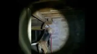 Termite Dog Subfloor inspection
