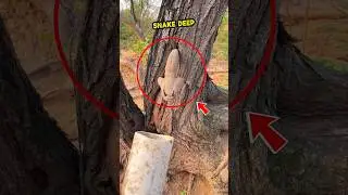 He Tried to Catch the Horned Snake&hellip; Big Mistake! 🐍⚠️ #AmazonJungle #DangerousSnake #Shorts #viral