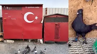 KÜMESLERİ KALDIRIYORUZ ! ARAP YAVRUNUN OYUNLARI - Taklacı Güvercin Oyunkuşu