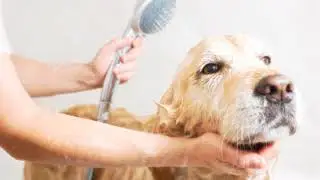 Mini Critters - For People Who Love Their Pets