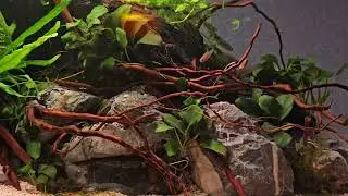 Dwarf Emerald Rasbora Nano Aquarium