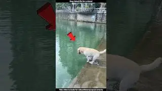 Dog risked life for a stone!