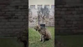 В Стамбуле встретила очень милого котенка и сфотографировала его #милый