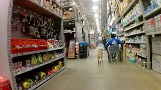 Nascar, 2 year old fear reactive lab, Final video showing his progress.