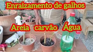 Como enraizar galhos de rosas do deserto 🌹🌹🌹