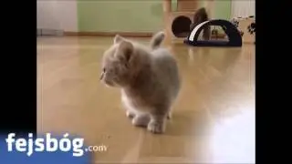 Polubisz...? ;-)