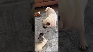 This Black Pug is Envying #dog #pug #shorts #youtubeshorts