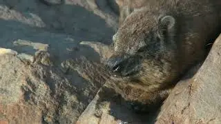Pesky Flies and Rock Hyrax | Ranger Insights