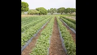 Selection Process On What Crops To Plat Per Season | Farm Fresh #SmallFarms | 4/9