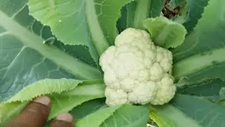 kobi chasa #agriculture #viral