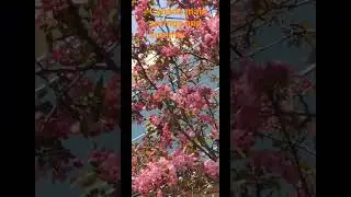 Nice  Flowers Blooming view in canada | Spring Summer in canada #canada #youtube #shortvideo #viral