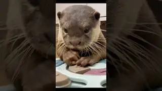 Baby otter reacts to brain game #theottersfamily #dog #puppy #shorts