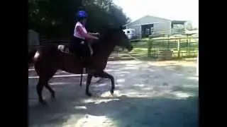Starwood Creek Farm - Online Lesson Is Safer Way to Reintroduce Training