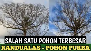 SALAH SATU POHON TERBESAR DI INDONESIA PROSES RANDUALAS PENEBANGAN DI TUKSONGO BOROBUDUR MAGELANG 😱.
