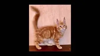 Мейн куны Римуська и Бакс 😺😼 | #котики #милота #cat #kitty #mainecoon #мейнкун
