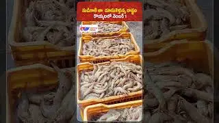 Andhra Pradesh Leads India as Number 1 in Shrimp Farming | Shrimp News