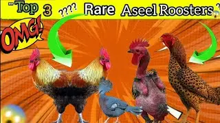 Top 3 Rare Aseel Breeds | Aseel croos breed | Aseel murga video 