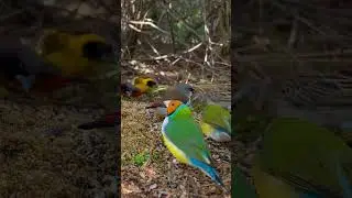 Finches and Softbills