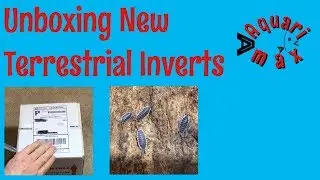 Unboxing-New Invertebrates!