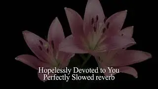 Hopelessly Devoted To You Perfectly Slowed Reverb (TikTok Version)