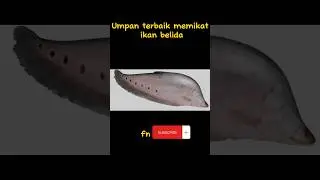 umpan terbaik memancing ikan belida #gabus #fishing #casting #bottomfishing