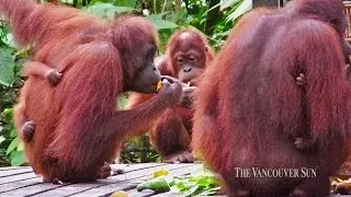 Orangutans The Endangered Great Apes