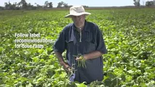 GCTV16: Extension Files - Mungbean IPM at Budding