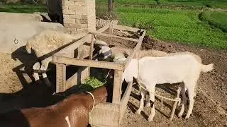 My cute cattle animals Small farming business at home 😲