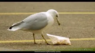 TOP 10 DES MEILLLEURES IMAGES DE  MOUETTES