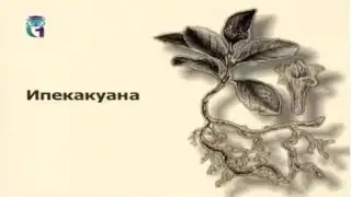 Ипекакуана