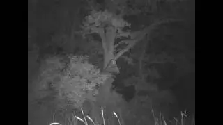 Calling Barn Owl Chicks in Twineham