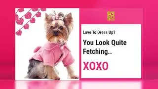 Petland Knoxville Found Your Valentine