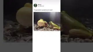 The Greatest Frog Symphony #funny #meme #memes