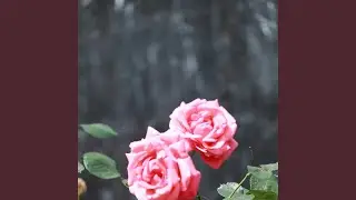 Damsang Cyanide Kiss