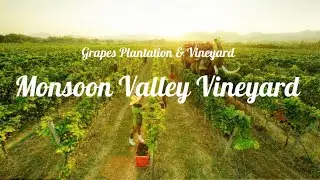 Monsoon Valley Vineyard @Hua Hin