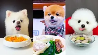 Which Bowl Wins? 🐾 Salmon Mix vs Wontons vs Duck Veggie Soup | Dog Mukbang ASMR #dogeating #pets
