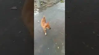 Beautiful Dog Walking in Nature (Cute Animals-HD0012) #Charming Creatures# Delightful Animal Moments