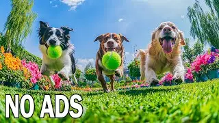 Музыка для собак 24 ЧАСА 🐶 Мгновенное спокойствие & анти-тревога (быстро) ⚡🧘 Без рекламы
