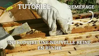 Introduction d'une nouvelle reine dans une ruche orpheline - Tuto vidéo NATURAPI