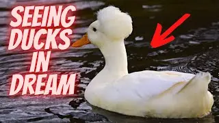 Interpretation: Seeing White Ducks In Dream