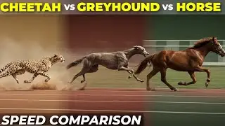 Cheetah vs Greyhound vs Fastest Horse | Speed Comparison 3D