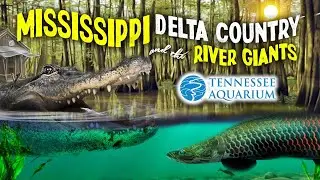 The Mississippi Delta Country & the River Giants | Tennessee Aquarium