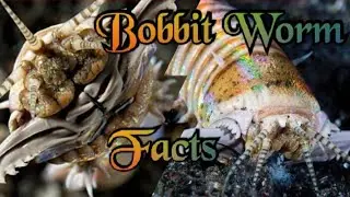 Scary Bobbit worm eating and amazing facts || Bobbit worm documentary || Bobbit worm hunting