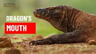 The Real-Life Dinosaur: What&rsquo;s REALLY Inside a Komodo Dragon&rsquo;s Mouth? 🐲