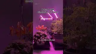 Transform Your Indoor Garden with Eco-Friendly Plant Lighting