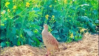 Partridge and Teetar voice | Partridge natural call 