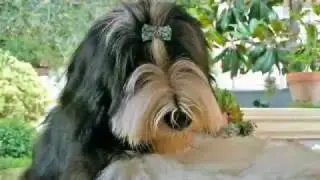 bearded collie gremontree - Merry Christmas to you